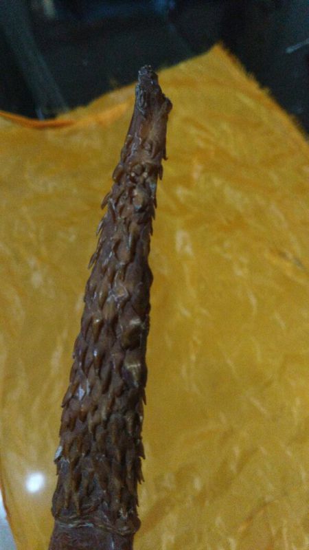 这是那个动物的鞭!