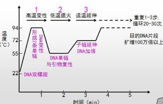 pcr三轮循环图图片