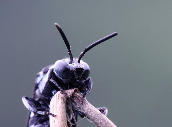 凹盾斑蜂,膜翅目蜜蜂科.体黑色,头,胸,腹部多处被蓝色毛及毛斑.