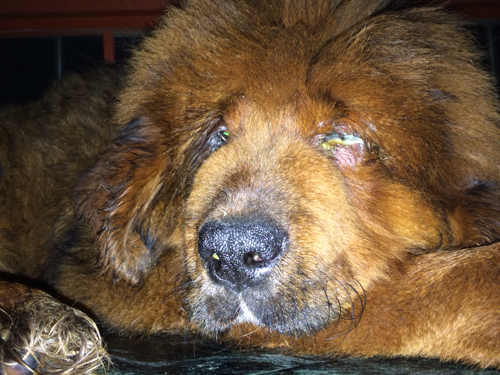 狗狗的眼睛全是眼屎,怎么办?还红肿