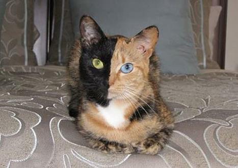 嵌合体(图片来自网络)