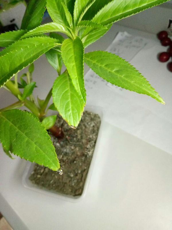 凤仙花养殖,我的花叶子最尖端有黑色的,好像坏了一样,是不是缺少什么