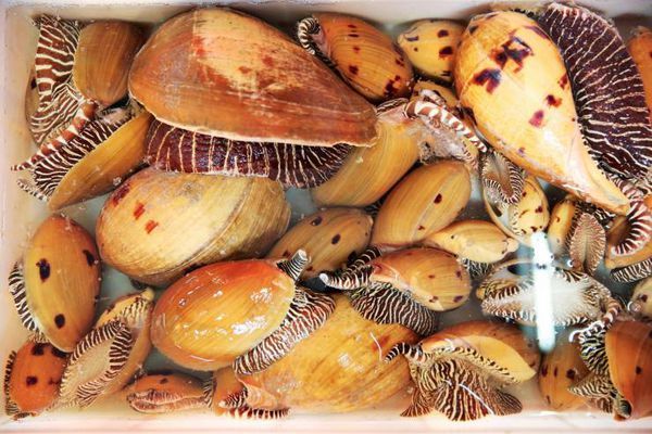 volutidae    腹足软体动物 下图为     椰子涡螺  melo melo(瓜螺