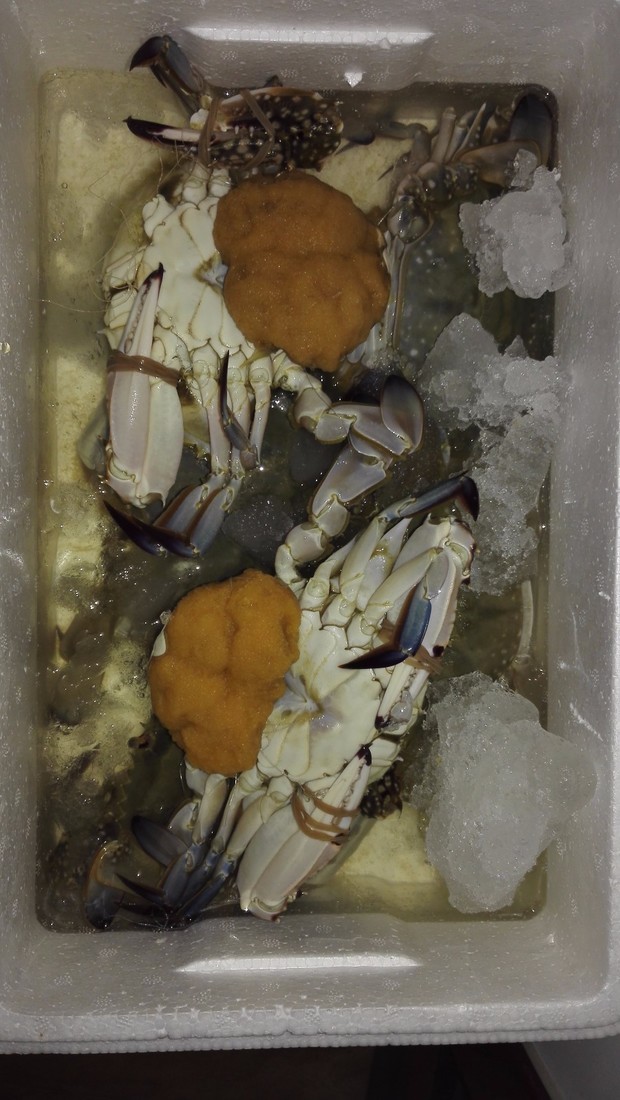 早上买的活梭子蟹放冰块到晚上开箱,死海蟹腹部很多黄色的东西,还能吃
