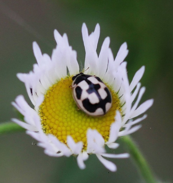 追答:这个叫龟甲瓢虫 追答:龟纹瓢虫.上面打错 00分享