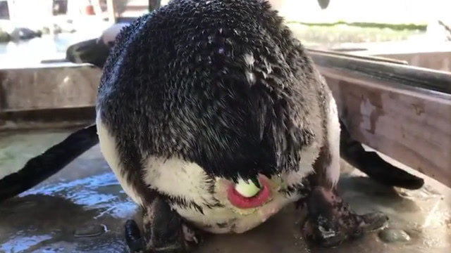 企鹅下蛋现场,动物生孩子也不容易,这么大的蛋看着都疼!