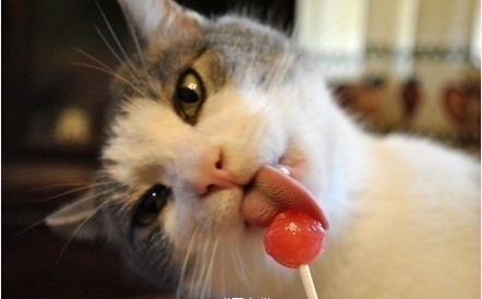 猫猫吃糖吗?