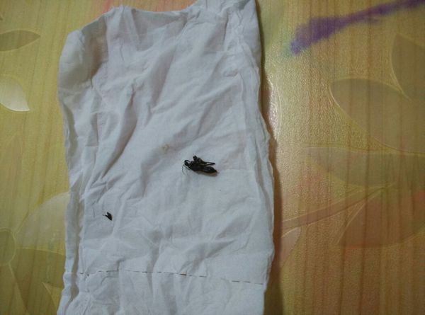 今天给一个虫子咬了一口,马上起个血泡,但不知