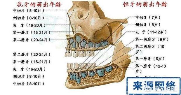 兒童換牙年齡段是幾歲至幾歲結束?