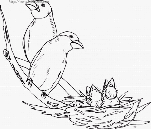小鸟的巢穴简笔画,最好是自己画的,配图发上来