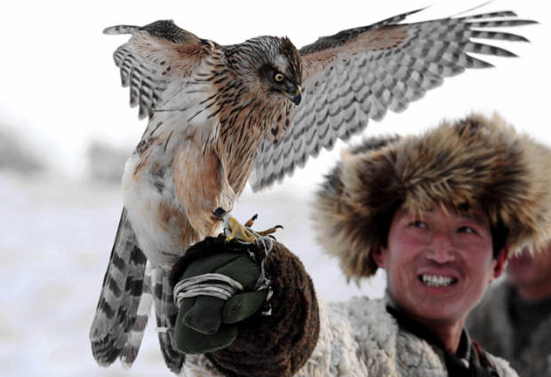 "鹘鹰"究竟应该怎么读