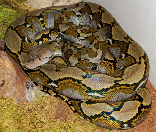 网纹蟒是保护动物吗