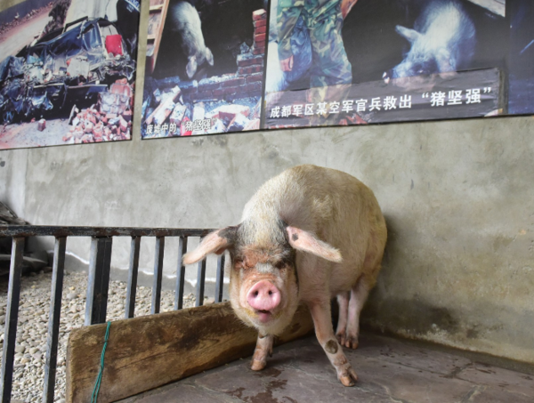 汶川地震中的猪坚强现在生活的怎么样?