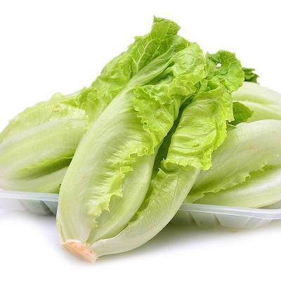 奶油生菜与意大利生菜区别