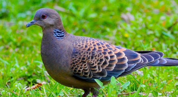 斑鸠最大体重有多少_360问答