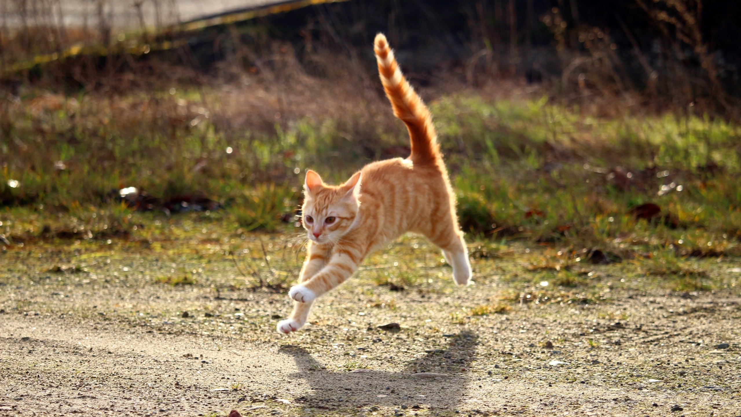 高清野外猫咪图片[图11]