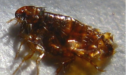 老鼠身上有跳蚤吗?