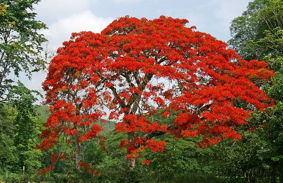 扩展资料: 生长环境 凤凰木为热带树种,种植6～8年开始开花,喜高温多