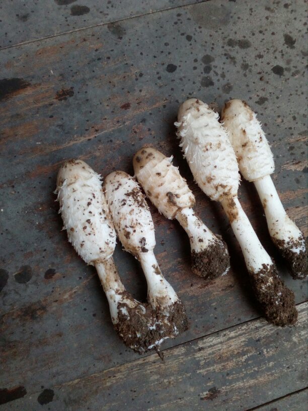 鸡腿菇炒出来怎么会变黑,还能吃吗这是鸡腿菇吗