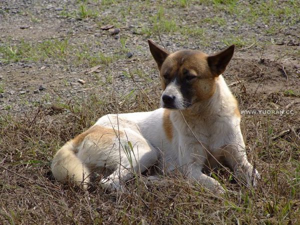 只就是普通的中华田园犬 中国本土的狗狗 很常见中华田园犬,别名:土狗