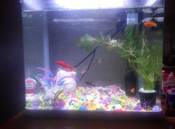 我的34*24*37的水族箱可以混养么,有皮球,黑玛