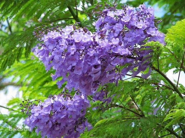 美国加州洛杉矶开紫色花的树是什么树