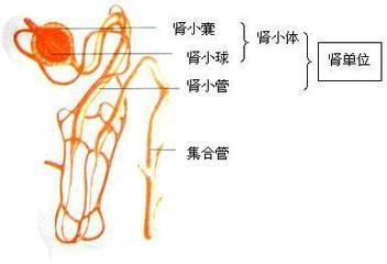 如图是人体泌尿系统的结构图(请在括号中填上相应的序号,在横线上填上
