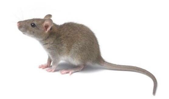 有谁知道什么气味老鼠闻了害怕,不敢接近的?