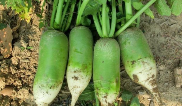 turnip和radish区别