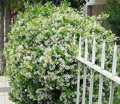 金丝茉莉的花有黄色的吗?