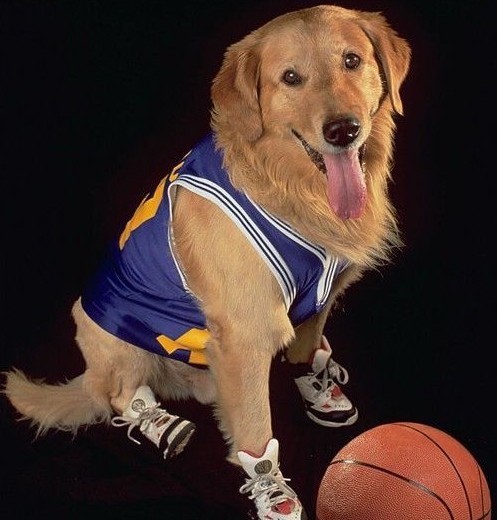 神犬小巴迪里的小狗是什么品种