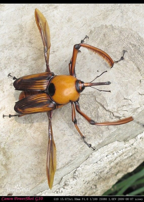 象鼻虫有多大,吃什么