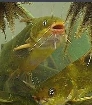 黄骨鱼雄性和雌性能长多大