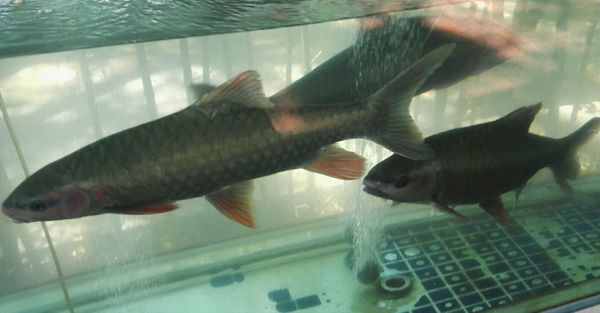 22 如图     ,     应为     竹百鲤       即      竹鲃鲤