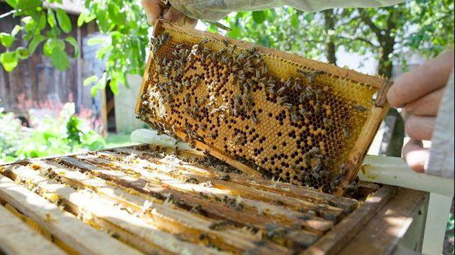 养蜂技术教程视频 养蜂技术视频全过程术视频 新闻