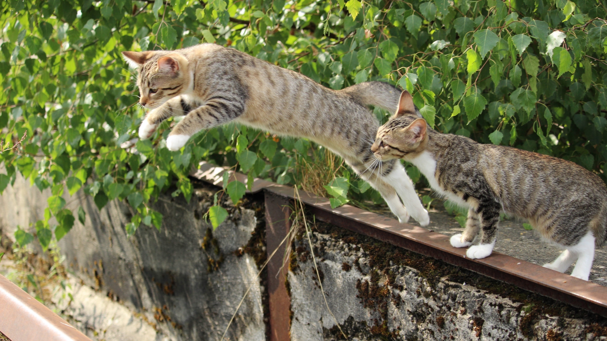 高清野外猫咪图片[图4]