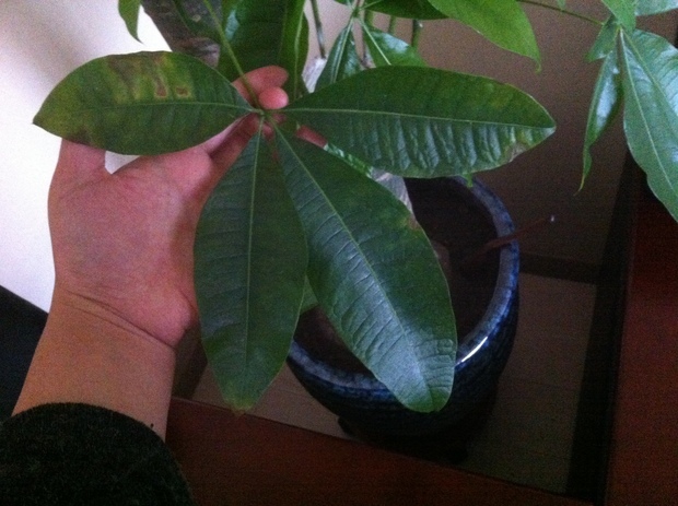 发财树叶子发黄 脱落 萎缩 什么原因