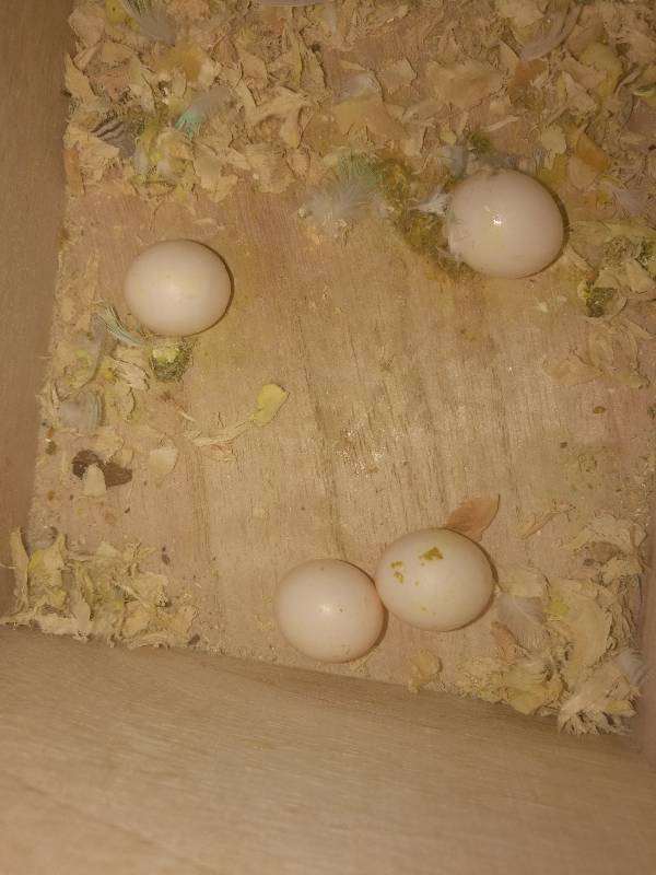 我这虎皮鹦鹉蛋受精了吗