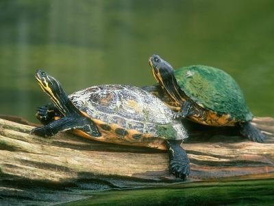 长时间养乌龟,它能听懂人话吗?