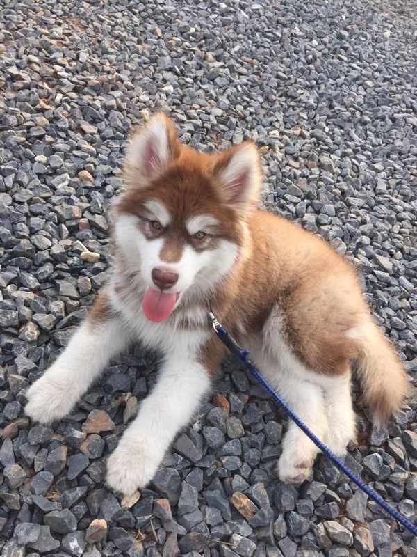 我家阿拉斯加喜欢咬人怎么办,手指放在前面张