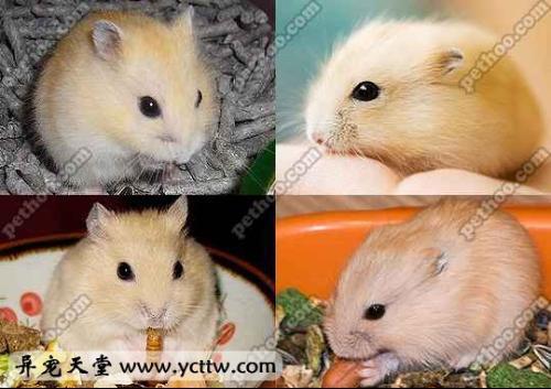 布丁鼠是加卡利亚仓鼠(phodopus sungorus)的一种