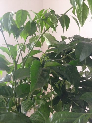 家里的幸福树叶子有的长白斑,有的枯黄,还有刚