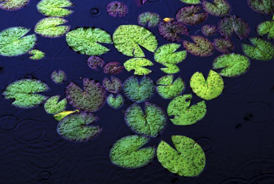 聚散匆匆,云边孤雁,水上浮萍.