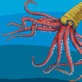 鹦鹉螺灭绝了吗?