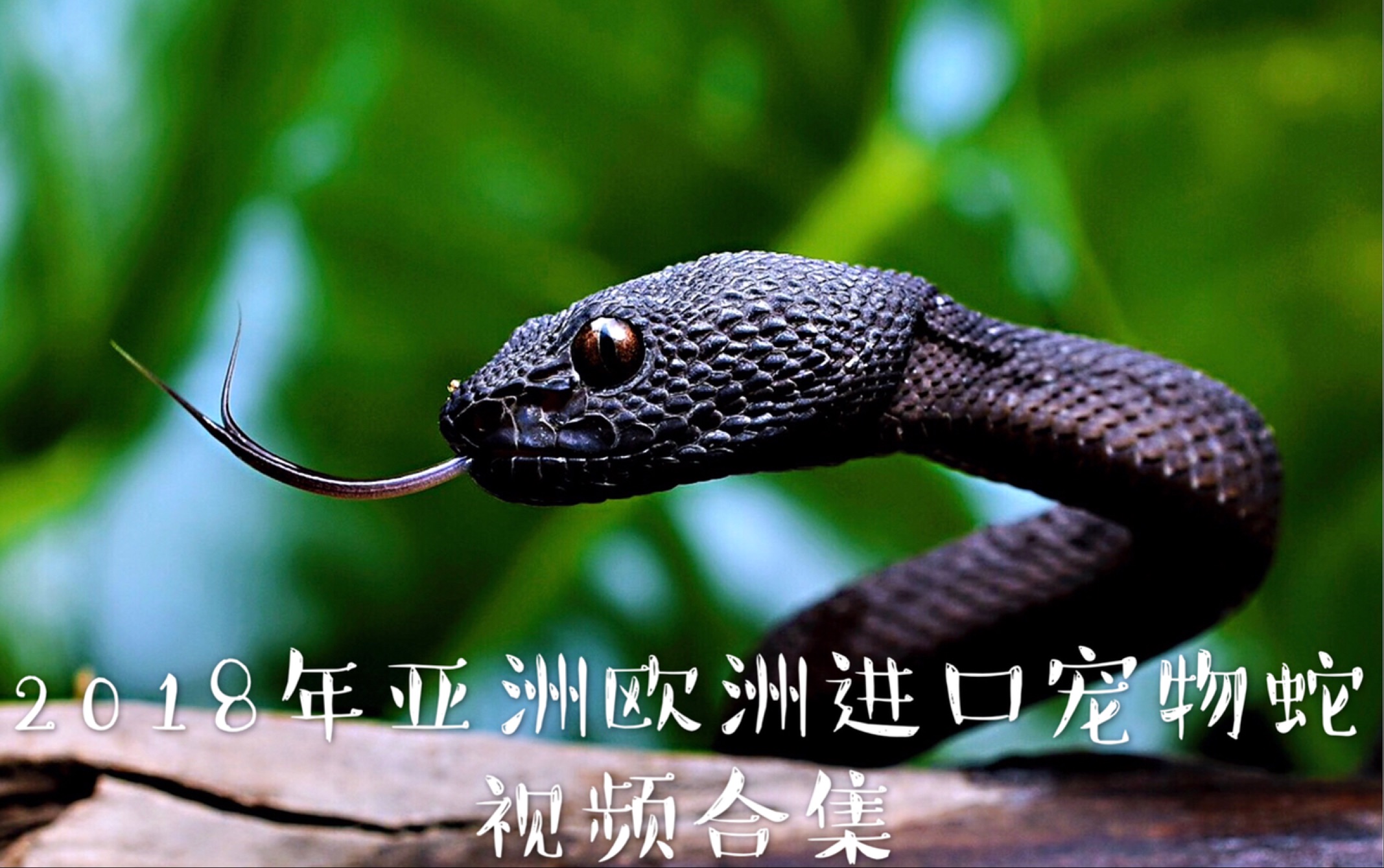 宠物蛇进口蛇】 2018年亚洲欧洲进口 宠物蛇视频合集