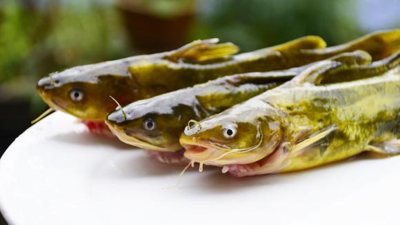 三江鱼 黄辣丁家常 做法,这样做出来才够味,孕妇小孩的最佳选择