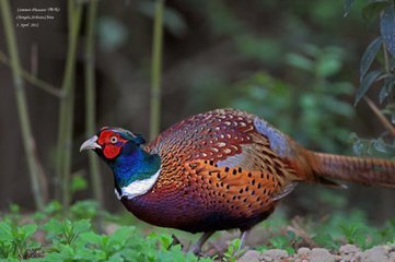 天上的鸡会飞吗?