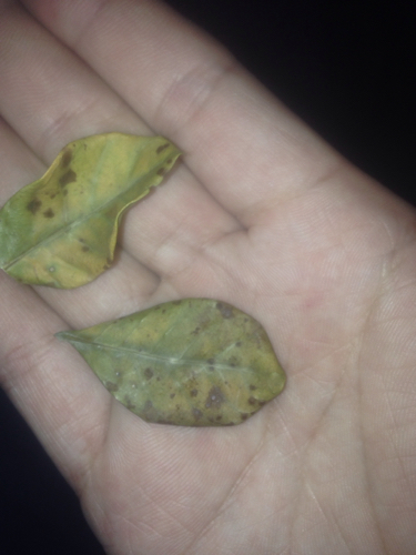 栀子花叶长这样的褐斑 是什么毛病啊?还能活吗