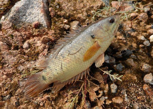 鱼类 下图为  龟壳攀鲈 anabas testudineus ,俗名过山鲫,攀鲈,巴摩鱼