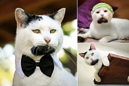 绝命航班 为什么猫咪不伤害小女孩